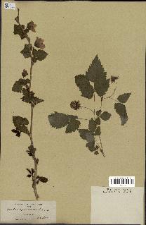 spécimen de Rubus spectabilis