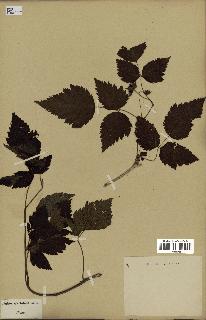 spécimen de Rubus spectabilis