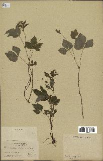 spécimen de Rubus saxatilis