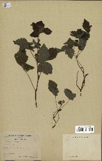 spécimen de Rubus saxatilis