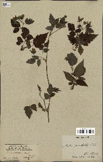 spécimen de Rubus spectabilis