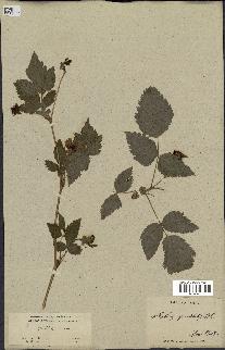 spécimen de Rubus spectabilis