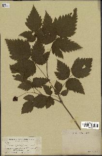 spécimen de Rubus spectabilis