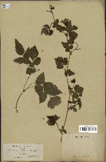 spécimen de Rubus spectabilis