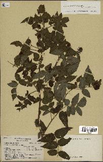 spécimen de Rubus rosifolius