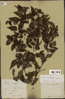 spécimen de Rubus rosifolius