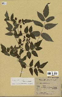 spécimen de Rubus rosifolius