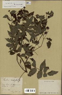 spécimen de Rubus rosifolius