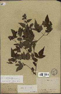 spécimen de Rubus rosifolius