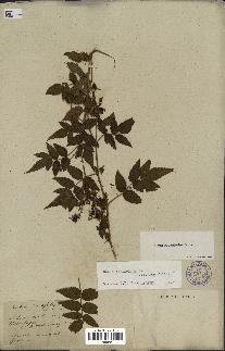 spécimen de Rubus rosifolius