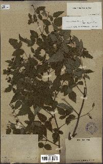 spécimen de Rubus rosifolius