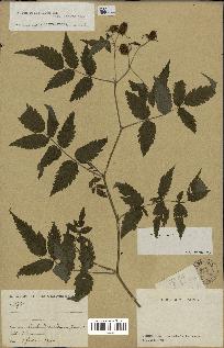 spécimen de Rubus rosifolius