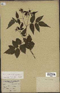 spécimen de Rubus rosifolius