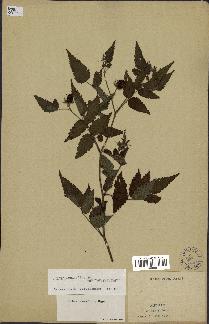 spécimen de Rubus rosifolius