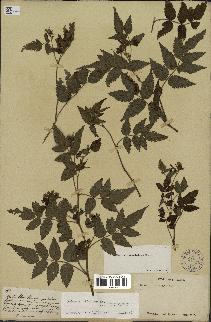 spécimen de Rubus rosifolius