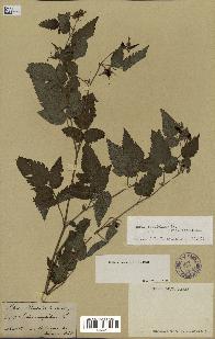 spécimen de Rubus rosifolius