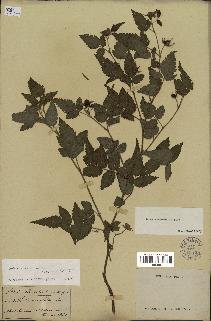 spécimen de Rubus rosifolius