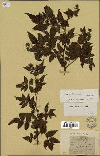 spécimen de Rubus rosifolius