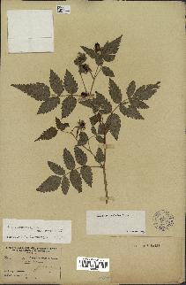 spécimen de Rubus rosifolius