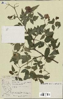 spécimen de Rubus rosifolius