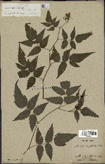 spécimen de Rubus rosifolius