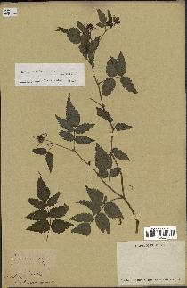 spécimen de Rubus rosifolius