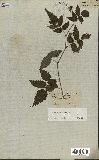 spécimen de Rubus rosifolius