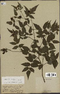 spécimen de Rubus rosifolius