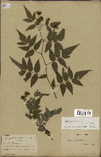 spécimen de Rubus rosifolius