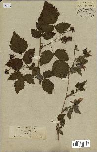 spécimen de Rubus spectabilis