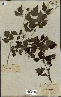 spécimen de Rubus spectabilis