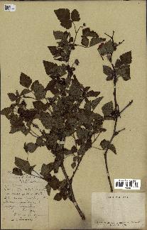 spécimen de Rubus spectabilis