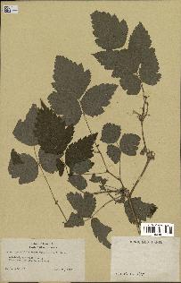 spécimen de Rubus spectabilis