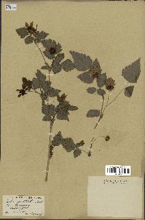 spécimen de Rubus spectabilis