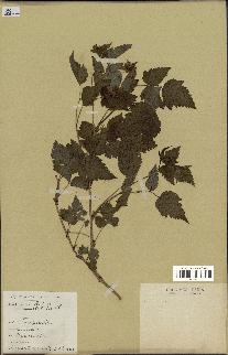 spécimen de Rubus spectabilis