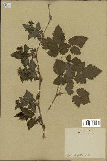 spécimen de Rubus spectabilis