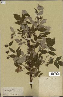 spécimen de Rubus strigosus