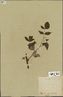 spécimen de Rubus strigosus