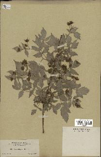 spécimen de Rubus strigosus