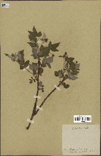 spécimen de Rubus strigosus