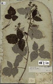 spécimen de Rubus strigosus