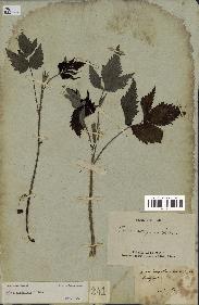 spécimen de Rubus strigosus