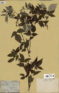 spécimen de Rubus strigosus