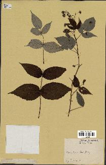 spécimen de Rubus strigosus