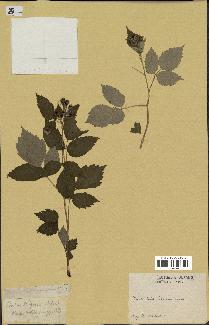 spécimen de Rubus strigosus