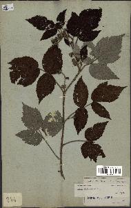 spécimen de Rubus strigosus