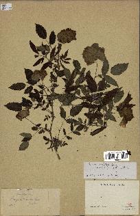 spécimen de Rubus rosaefolius