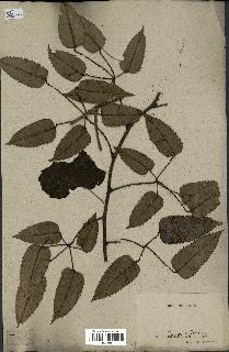 spécimen de Rubus australis