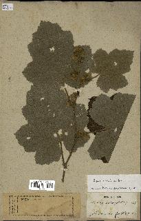 spécimen de Rubus alceifolius