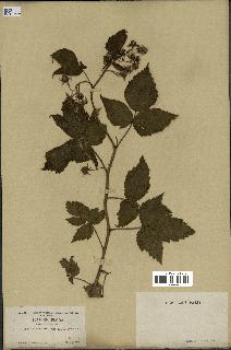 spécimen de Rubus strigosus